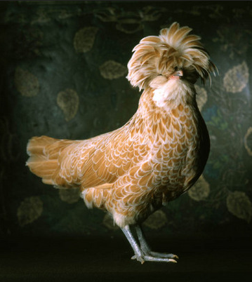 type of chicken