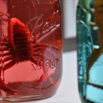 Bug House Specimen Jar