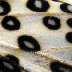 Leopard moth thumbnail