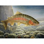 rainbow trout thumbnail