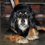 Dominion and Empathy