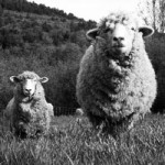 When you are an architect…