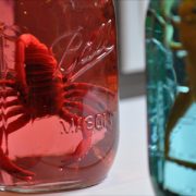Bug House – Specimen Jars