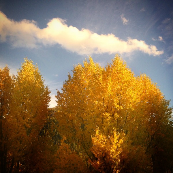leaves changing colors in Keystone, Colorado
