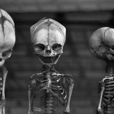 Children Skeletons from The Gallery of Paleontology and Comparative Anatomy