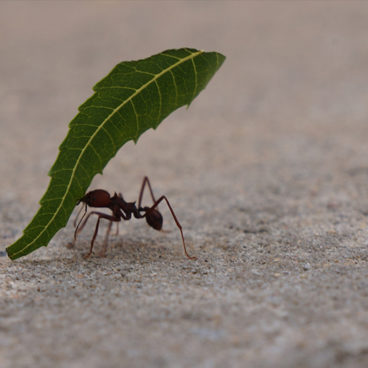 Bigger than your Body Ant strong