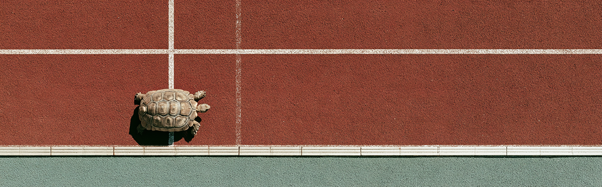 Ask Better Questions - Turtle on a racetrack